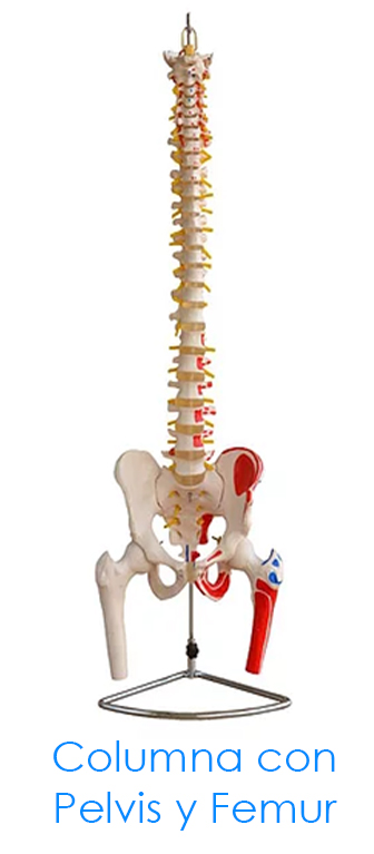 Columna con Pelvis y Femur