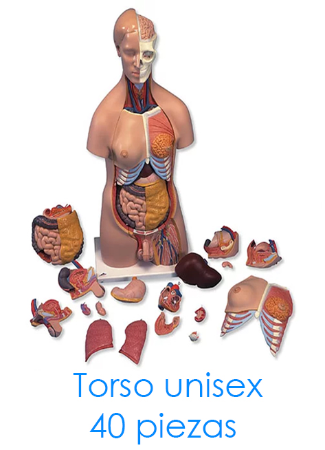 Torso unisex 40 piezas