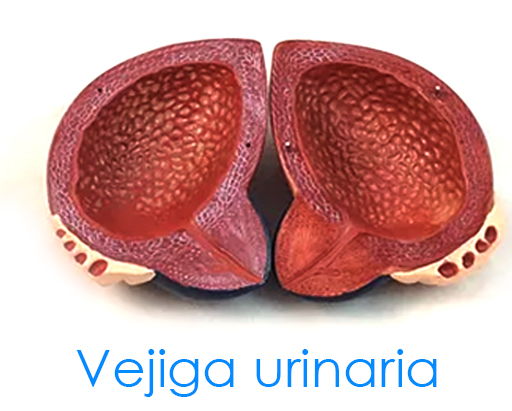 Vejiga urinaria