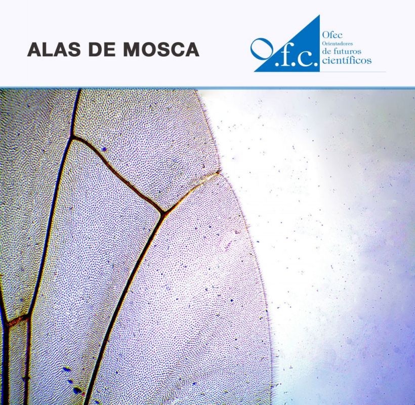 Alas de Mosca