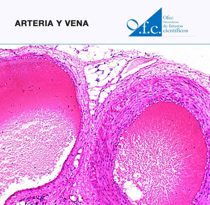 Arteria y vena