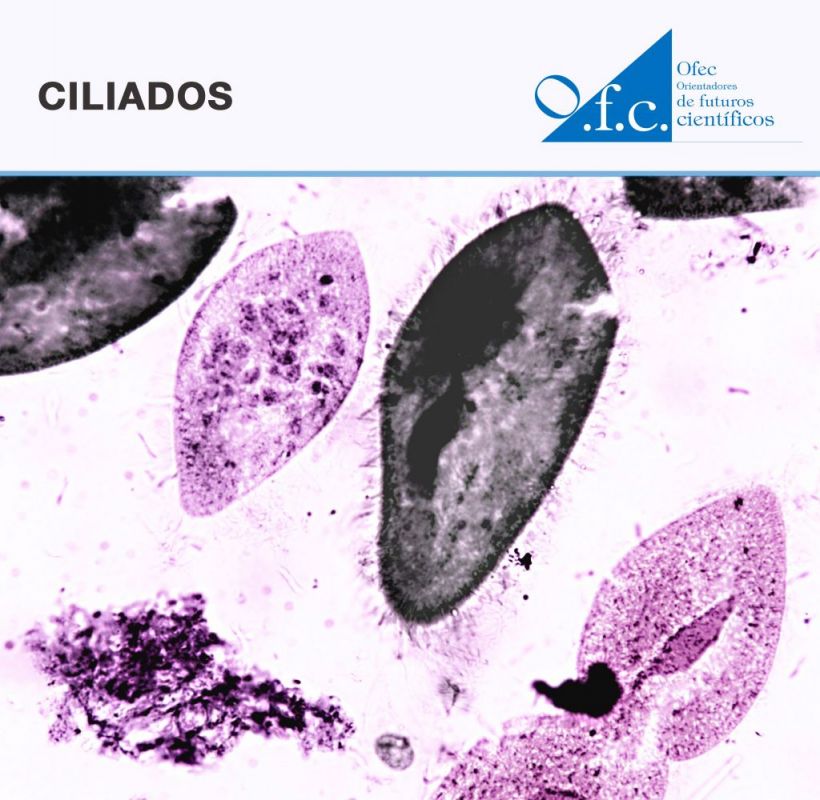 Ciliados