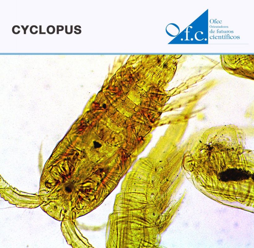 Cyclopus