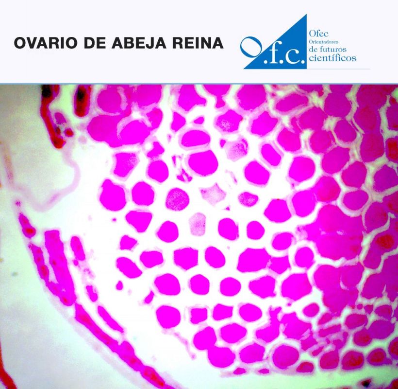 Ovario de abeja reina