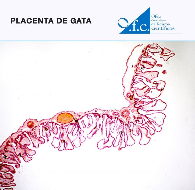 Placenta de gata