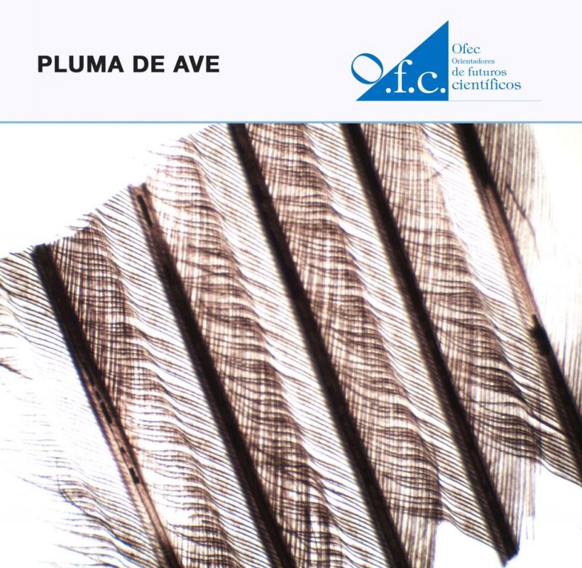 Pluma de ave