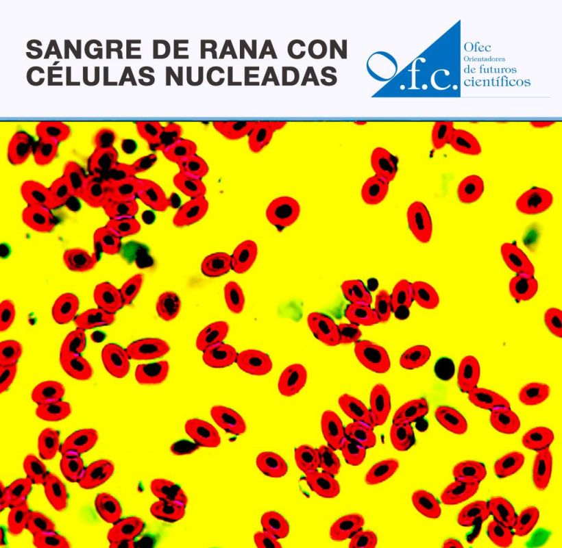 Sangre de rana con células nucleadas