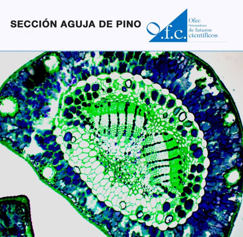 Sección aguja de pino